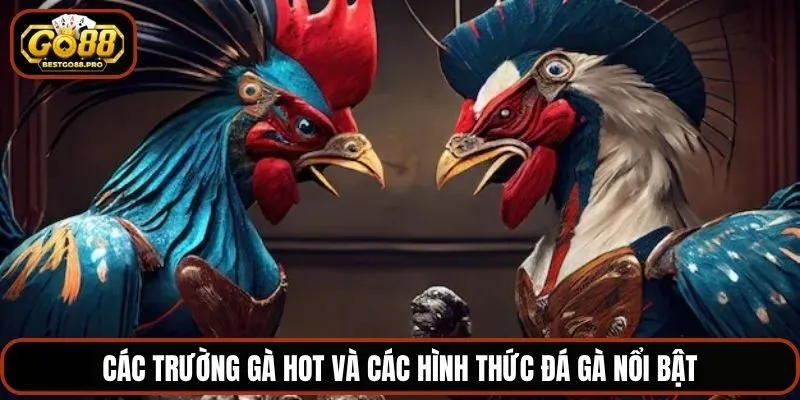 Các trường gà hot và các hình thức đá gà nổi bật