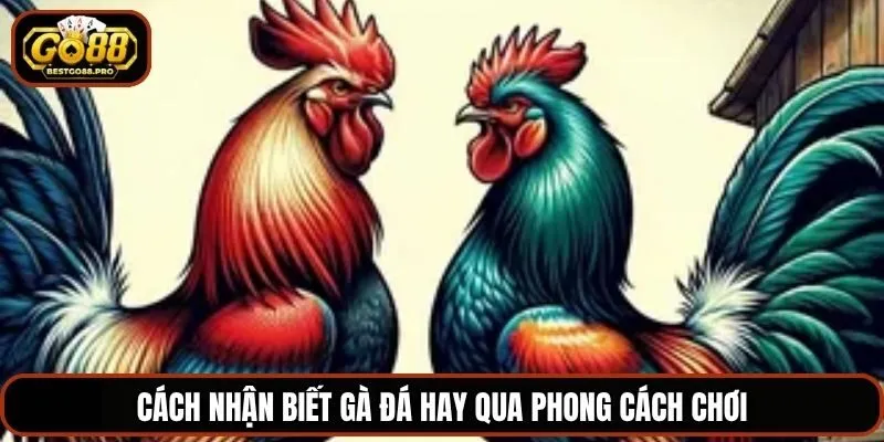 Cách nhận biết gà đá hay qua phong cách chơi