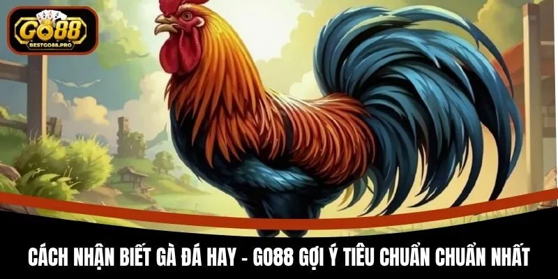 Cách Nhận Biết Gà Đá Hay - Go88 Gợi Ý Tiêu Chuẩn Chuẩn Nhất