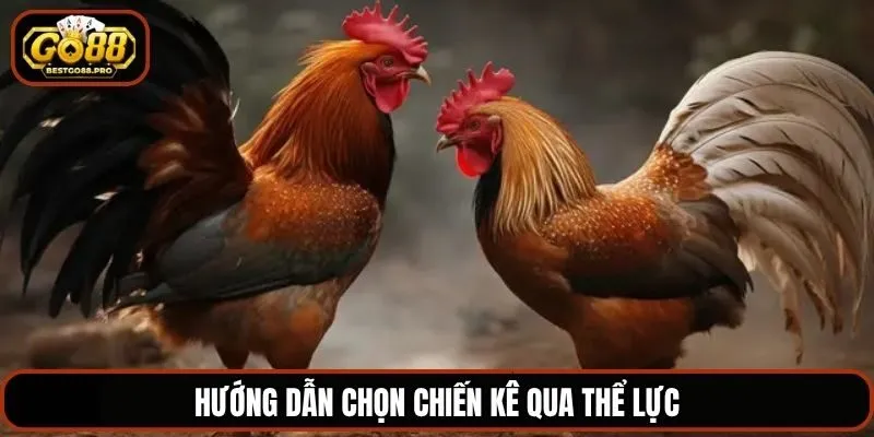 Hướng dẫn chọn chiến kê qua thể lực