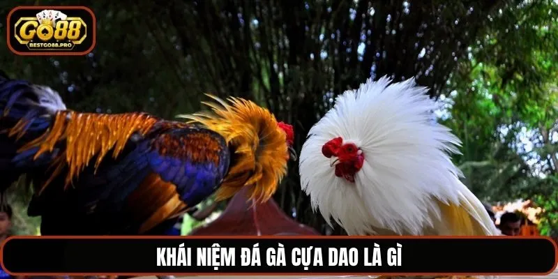 Khái niệm đá gà cựa dao là gì