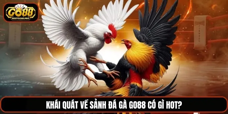 Khái quát về sảnh đá gà Go88 có gì hot?