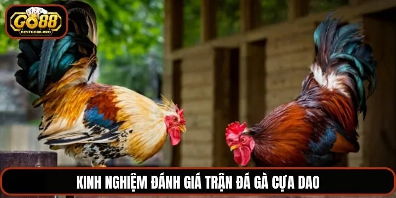 Kinh nghiệm đánh giá trận đá gà cựa dao