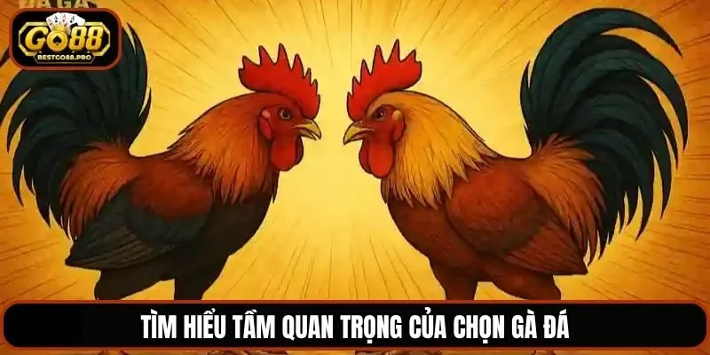 Tìm hiểu tầm quan trọng của chọn gà đá